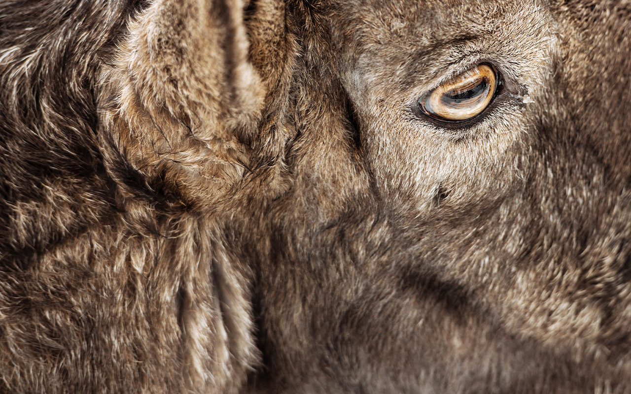 Les Noces (1917 version) Ensemble Aedes
